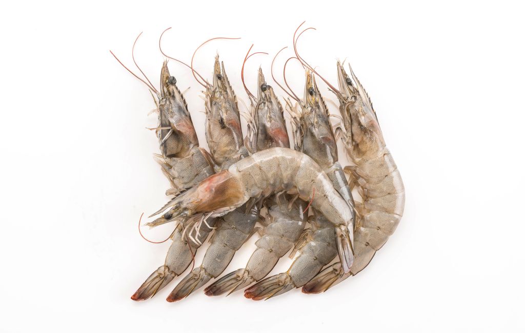 Foto udang