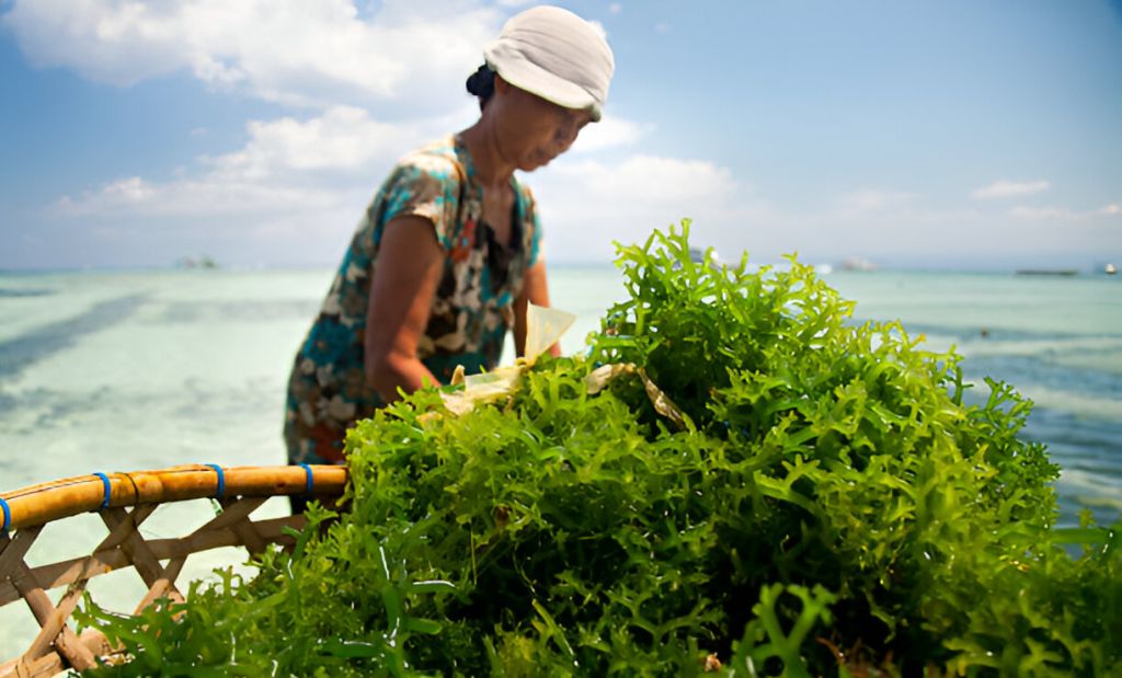 Rumput laut indonesia