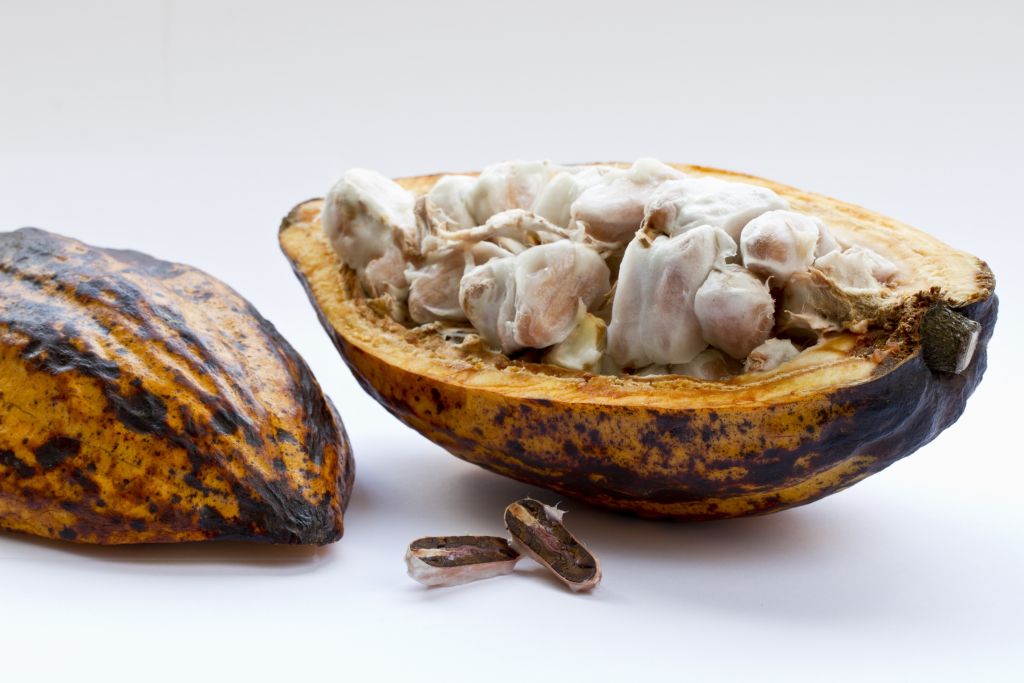 Buah kakao