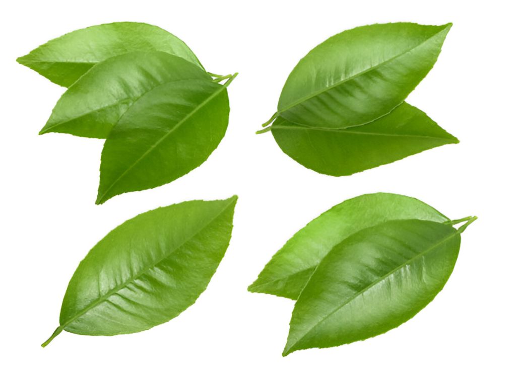 Daun Jeruk