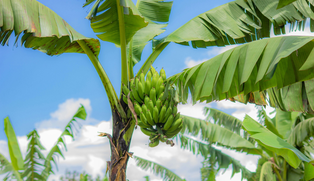 Sejuta Manfaat Pohon Pisang