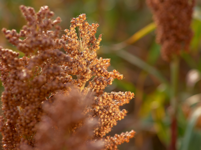 sorgum