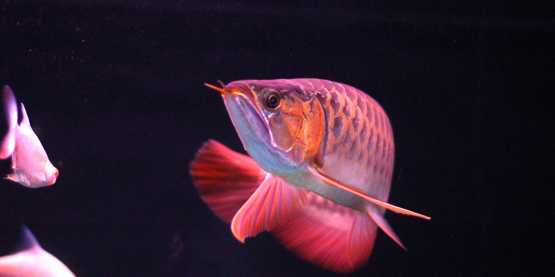 arwana