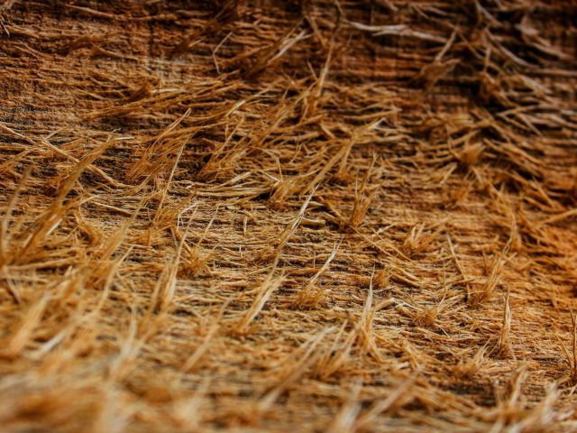 Sabut Kelapa, Media Tanam yang Hemat dan Ramah Lingkungan