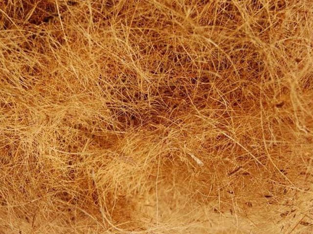 Sabut Kelapa dengan Banyak Manfaat Ajaib