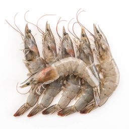 Foto udang