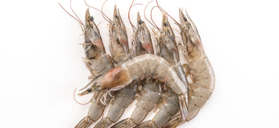 Foto udang