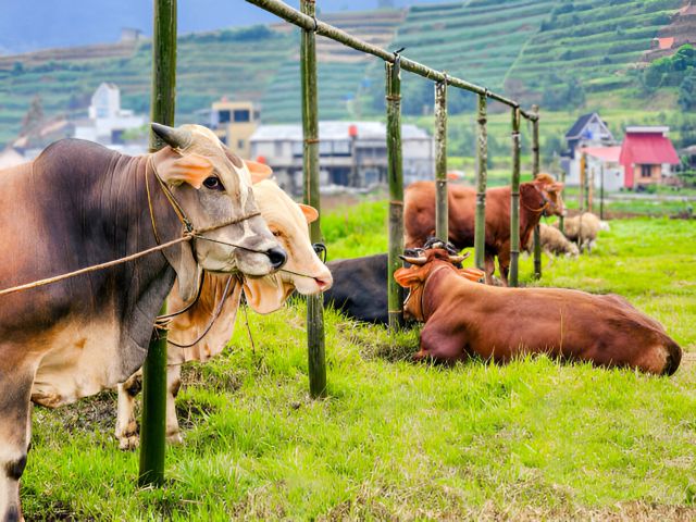 Penyembelihan hewan kurban