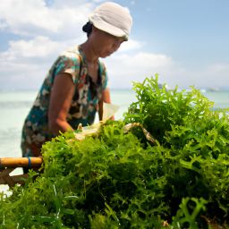 Rumput laut indonesia