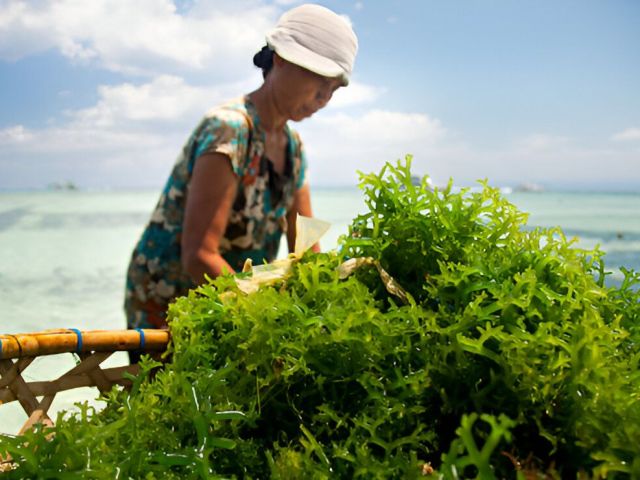 Rumput laut indonesia