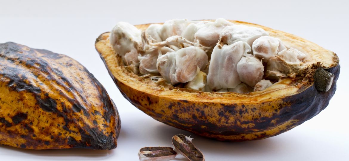 Buah kakao