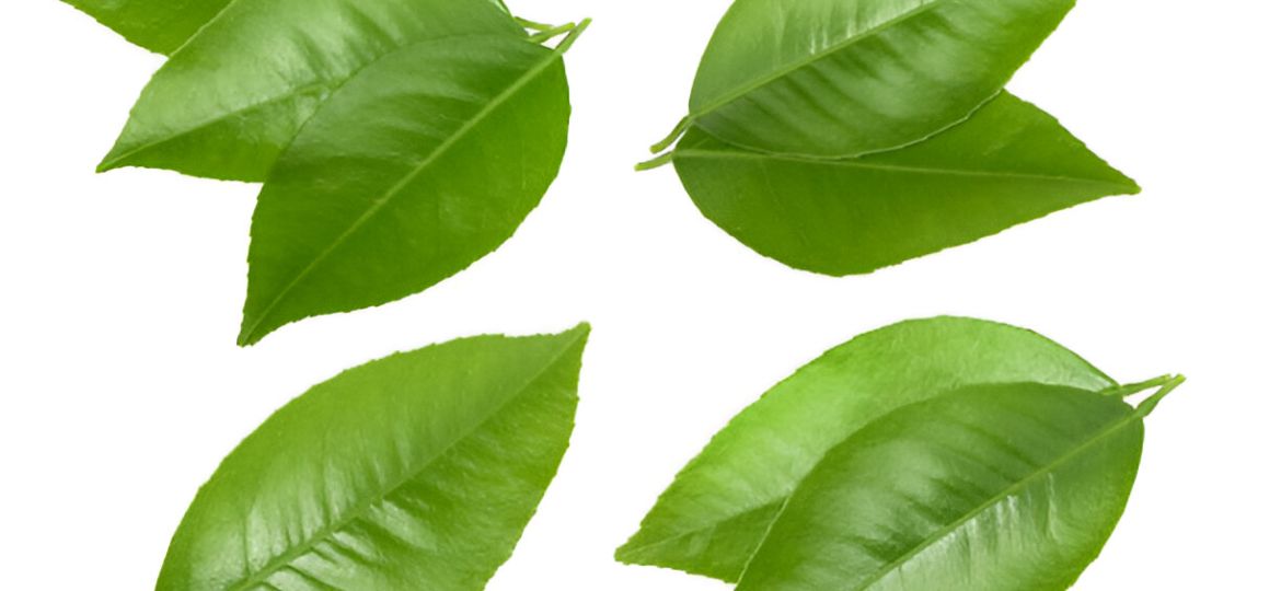 Daun Jeruk