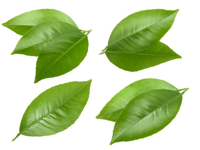Daun Jeruk