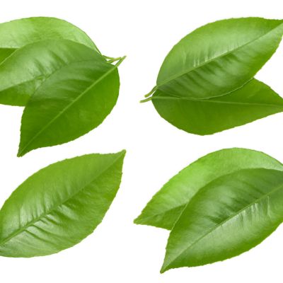 Daun Jeruk