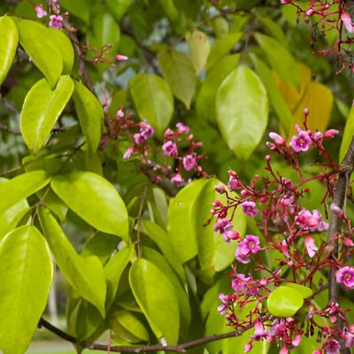 Daun belimbing