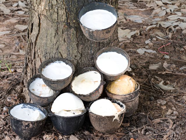 ekspor karet Indonesia 2025