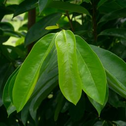 Daun Sirsak