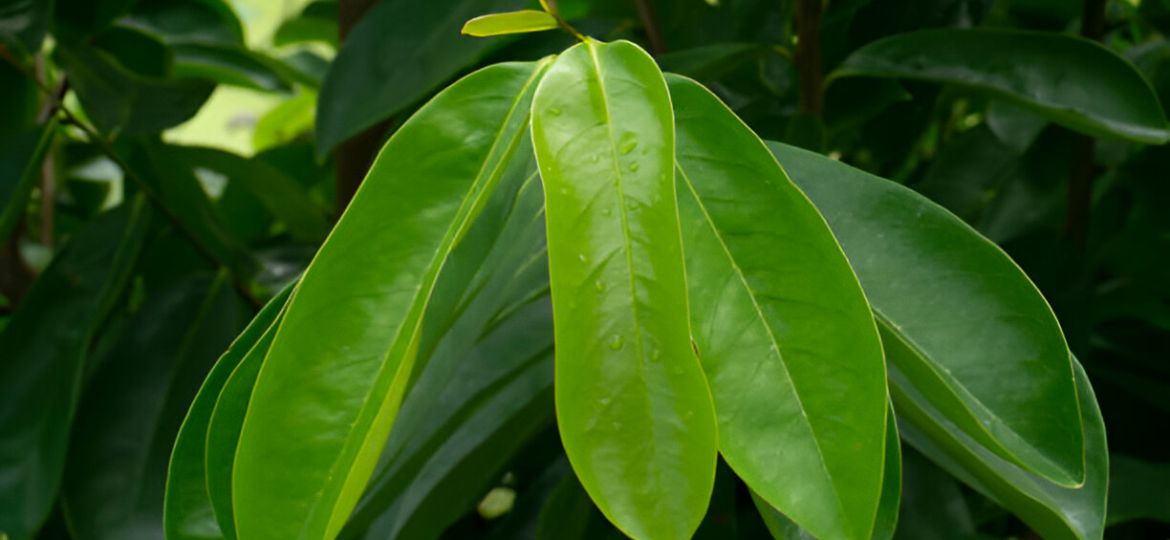 Daun Sirsak
