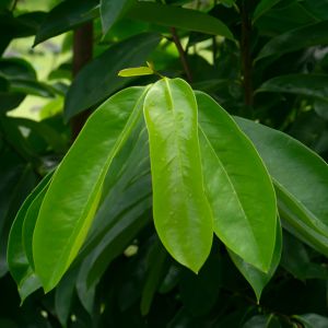 Daun Sirsak