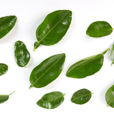 siharum daun jeruk