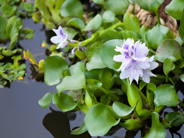 tanaman eceng gondok