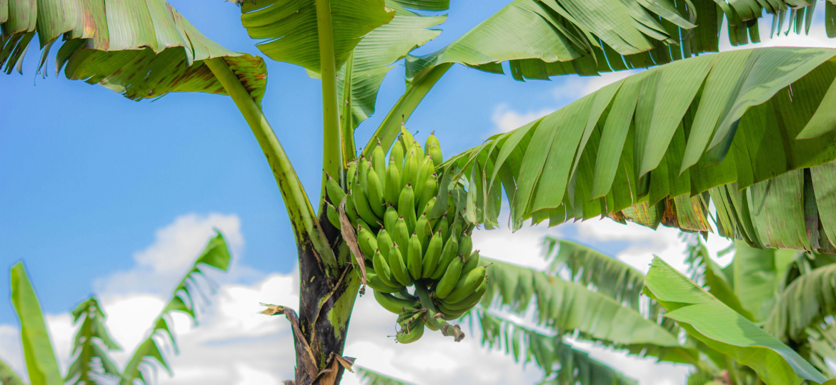 Sejuta Manfaat Pohon Pisang