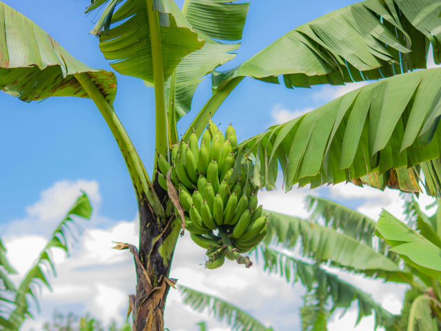 Sejuta Manfaat Pohon Pisang