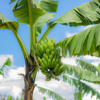 Sejuta Manfaat Pohon Pisang