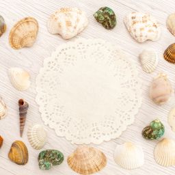 Cangkang Kerang Laut