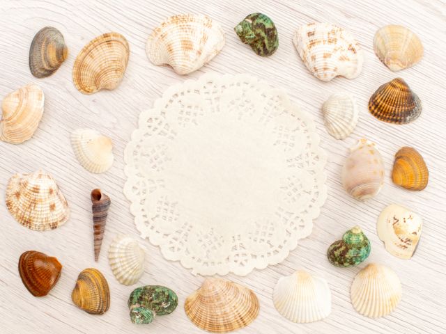 Cangkang Kerang Laut